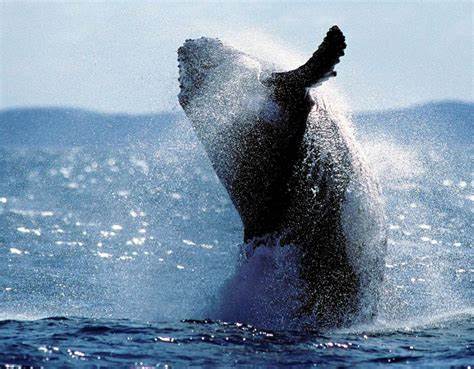  Temen que temporada de ballenas arranque en Samaná sin el muelle principal