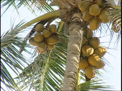  Llega el coco de agua dominicano a los Estados Unidos