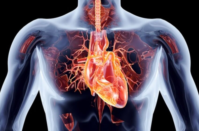  Ofrecen recomendaciones para evitar enfermedades cardiovasculares 