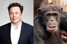  Acusan a Elon Musk de la muerte agónica de monos por sus chips cerebrales mientras busca voluntarios humanos