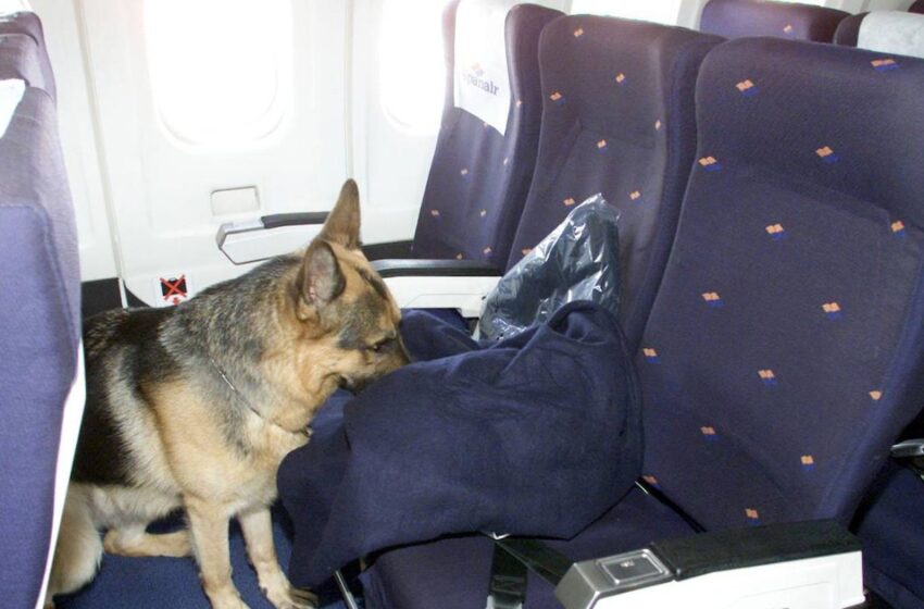  Una compañía aérea indemniza a dos pasajeros con 1.300 euros por aguantar los gases de un perro en el vuelo