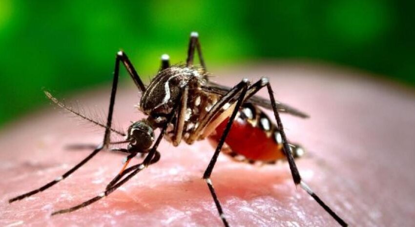  OMS eleva a alto el riesgo de expansión global del dengue, con 5,000 muertes en 2023