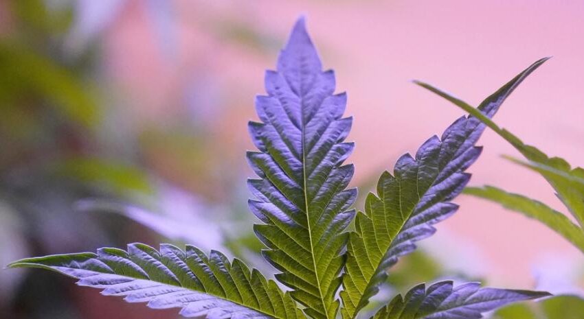  La marihuana llegó para quedarse en los deportistas de Estados Unidos
