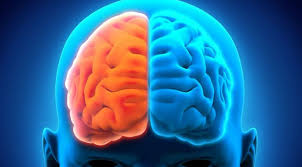  Estudio revela estímulos ambientales, físicos y cognitivos logran rejuvenecimiento molecular del cerebro