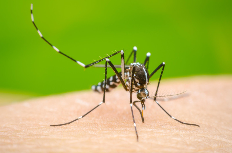  EE.UU. identifica 21 casos de fiebre de Oropouche en viajeros procedentes de Cuba