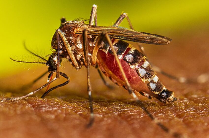  Ministerio de Salud notifica nuevo caso de dengue