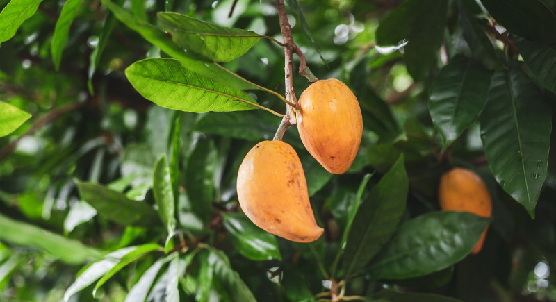  Canistel, una fruta de exótico sabor