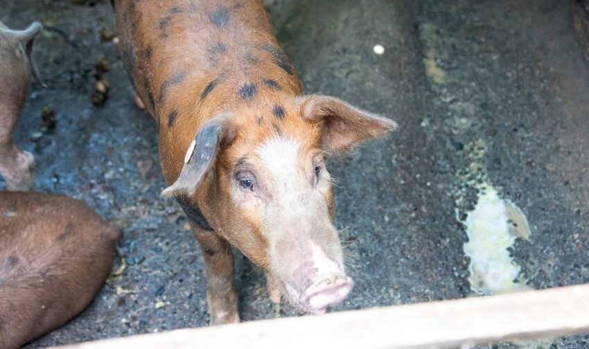  Se registra un rebrote de peste porcina africana en El Pino, Dajabón