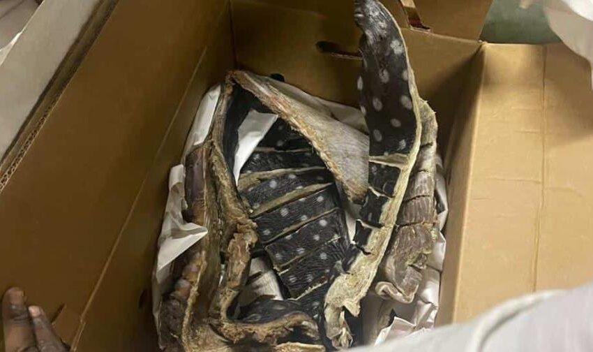  Decomisan 259 libras de tortuga tinglar; la especie está en peligro de extinción