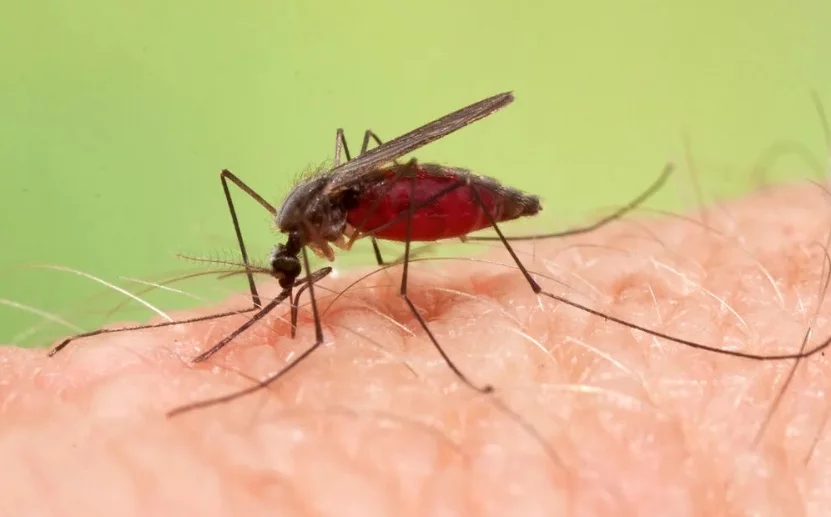  La primera vacuna contra la malaria costará menos de 5 dólares y se fabricará en la India