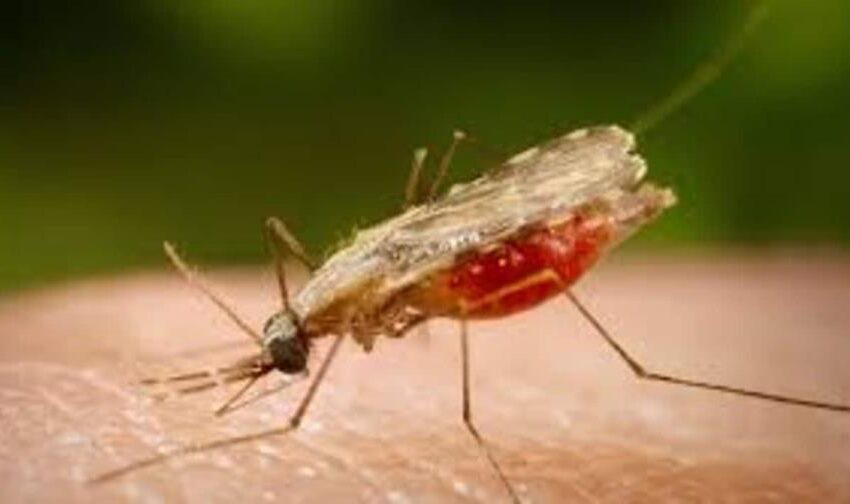  Azua y San Juan concentran más del 90 % de los casos de malaria en el país