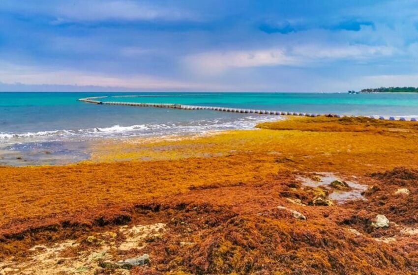  La lucha sin tregua de República Dominicana para limpiar de sargazo sus famosas playas Punta Cana