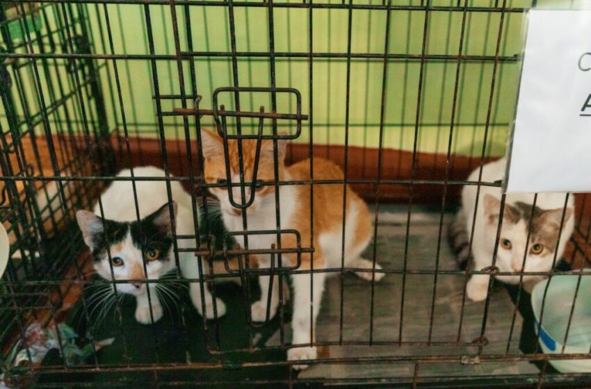  Alcaldía DN realiza jornada de esterilización de perros y gatos en el parque Mirador Sur lunes 29 septiembre , 2025