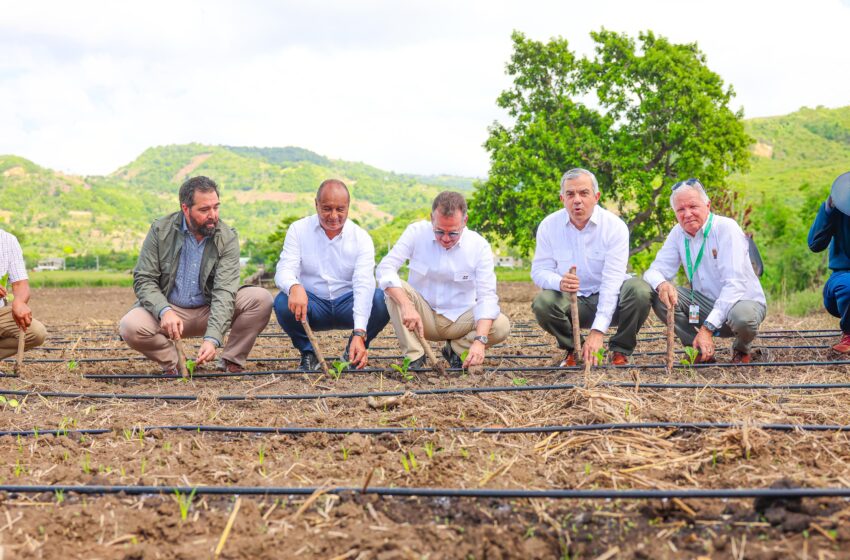 INTABACO inicia Cosecha Tabacalera 2025-2026 con siembra de más de 160 mil tareas