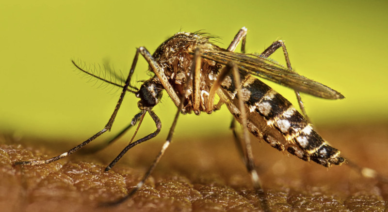  Cuba encara brote de dengue y chikunguña con 47.000 ingresados