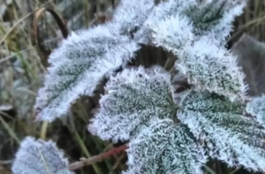  Valle Nuevo: Reportan tercera helada consecutivo por bajas temperaturas invernales