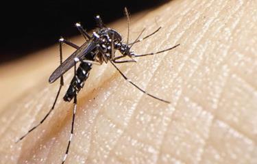  Salud Pública en RD reporta tres casos de chikungunya «importados desde Cuba»