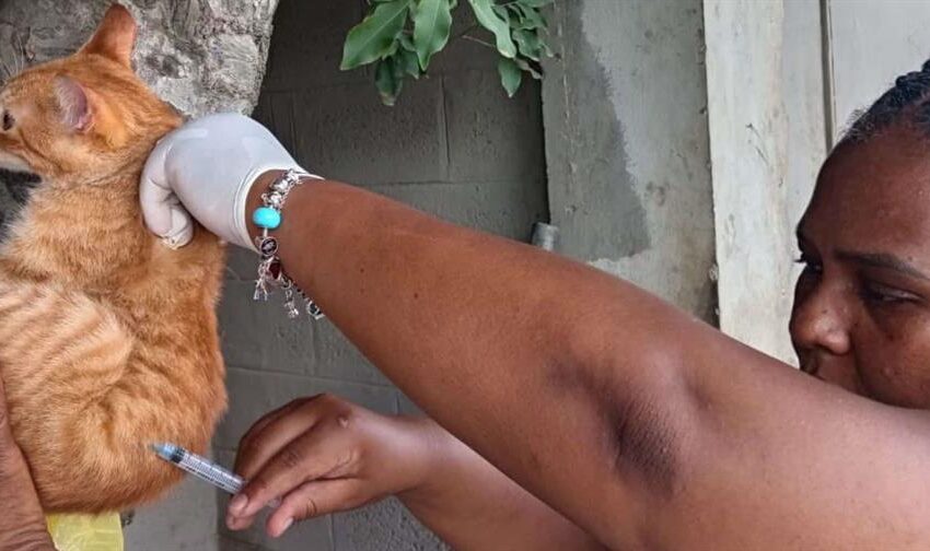  Salud Pública busca vacunar a 60 mil perros y gatos con jornada antirrábica