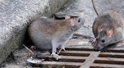  Enfermedades transmitidas por ratones: el peligro silencioso dentro del hogar