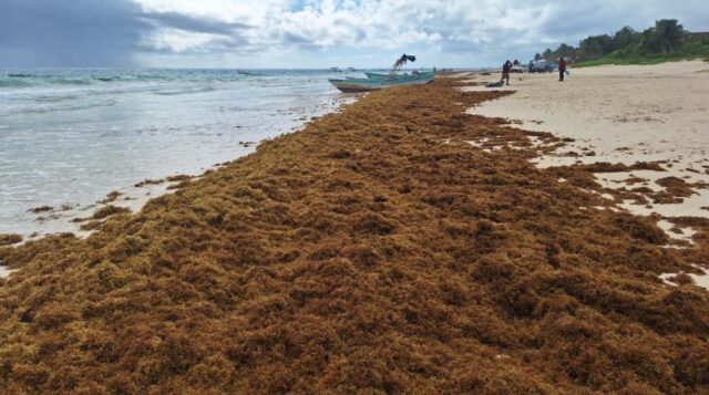  Riviera Maya: sargazo arruina a los hoteles y les hace cerrar cuartos