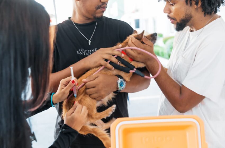  Alcaldía del Distrito Nacional continúa jornadas de esterilización de perros y gatos