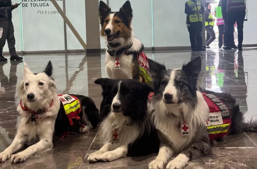  Héroes de cuatro patas: cómo encuentran vida entre los escombros