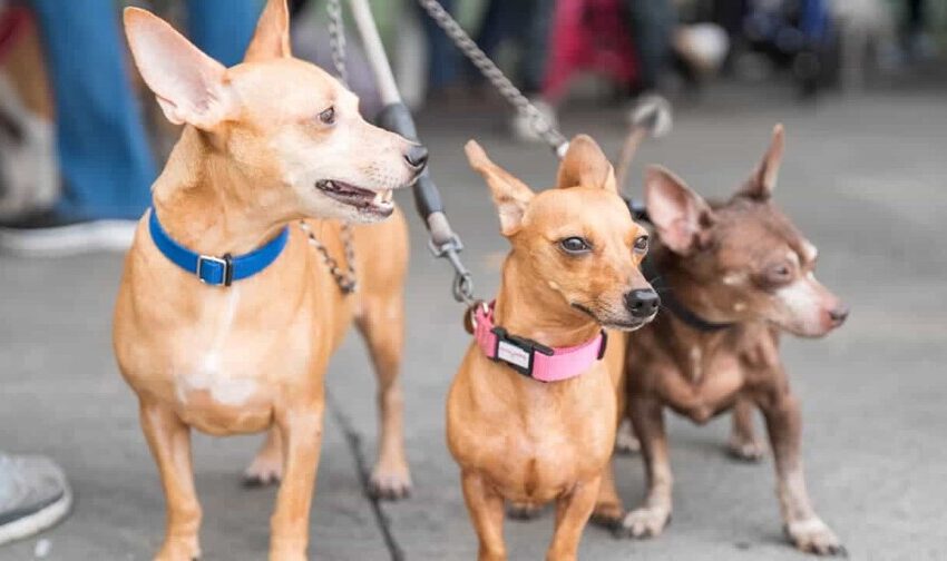  Alcaldía del Distrito Nacional esteriliza 100 perros y gatos durante jornada