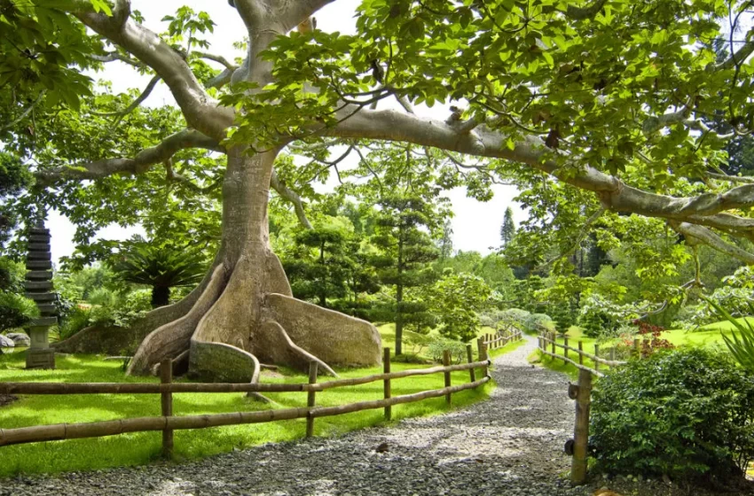  Jardín Botánico celebra 50 años: horarios y todo lo que debes saber para visitarlo gratis